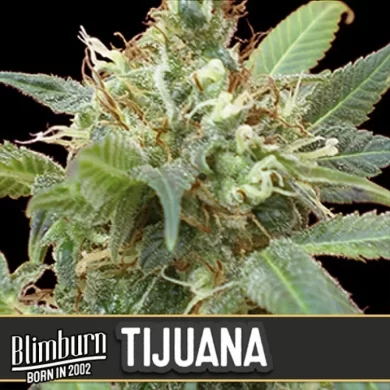 Tijuana Feminized Seeds