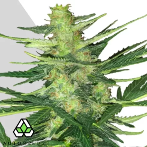 Auto Seeds Polar Express is the result of crossing an all time classic Northern Lights #5 with a Californian Kush and Lowryder.