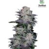 Blackberry Feminized C annabis Seeds FAstbuds