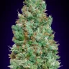 Blueberry Auto Feminized Seeds 00seeds