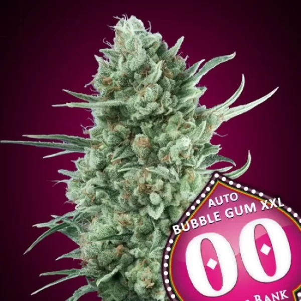 Bubble Gum XXL Auto Feminized Seeds