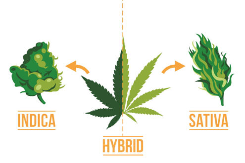 Sativa vs Indica vs Hybrid