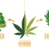 Indica Hybrid Sativa