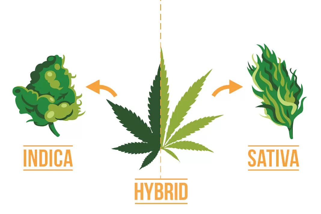 Sativa vs Indica vs Hybrid