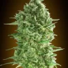 Do-Si-Dos Cookies Feminized Seeds