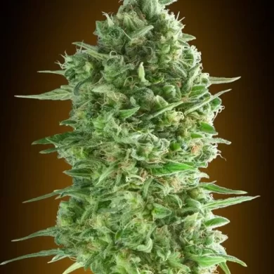 Do-Si-Dos Cookies Feminized Seeds