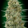 Gorilla Fast 00 SEEDS