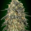 Gorilla Feminized Seeds