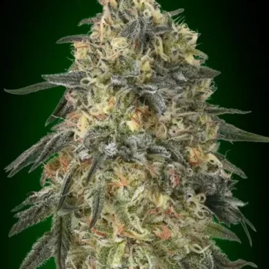 Gorilla Feminized Seeds