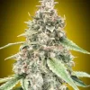 Lemon OG Auto Feminized Seeds