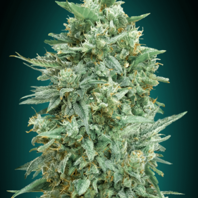 Northern Lights XXL Auto Feminized Seeds