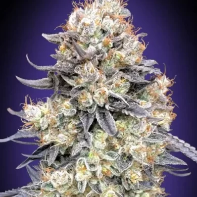 Purple Punch Auto Feminized