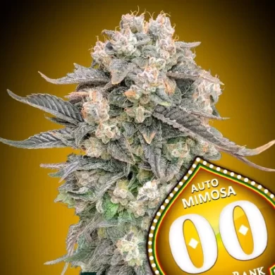 Mimosa Auto Feminized Seeds