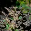 Grand Daddy Purple Feminized Seeds