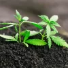 10 tips for newbie growers