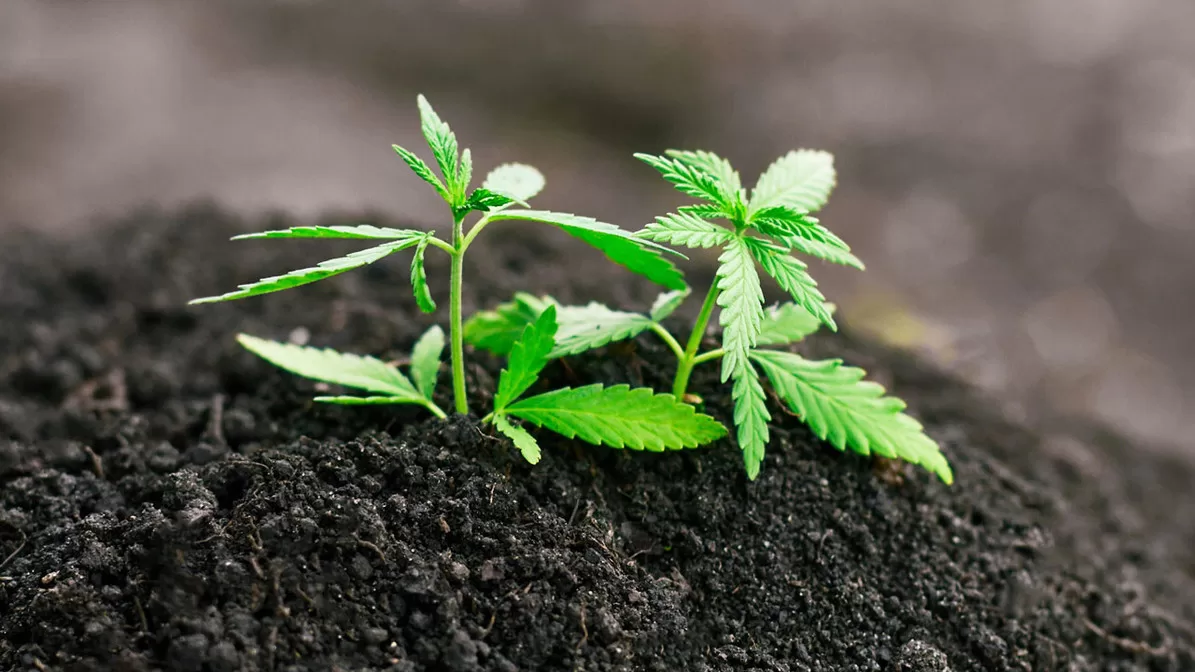 10 Top Tips For Newbie Cannabis Growers
