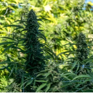 big cannabis yield