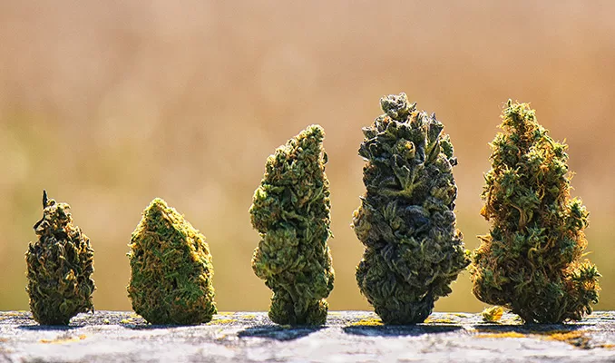mixed cannabis seed strains