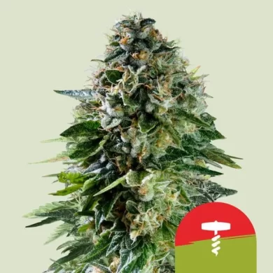 Corkscrew Auto Feminized SeedsCorkscrew Auto Feminized Seeds