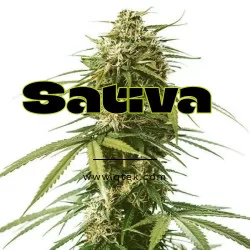 Sativa Cannabis Strains Jellye Seeds Superstore
