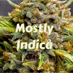 Mostly Indica Cannabis Seed Strains