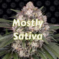 Mostly Sativa