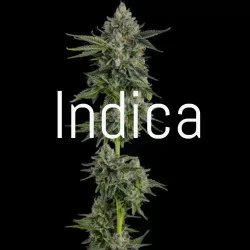 Indica Cannabis Seed Strain Category