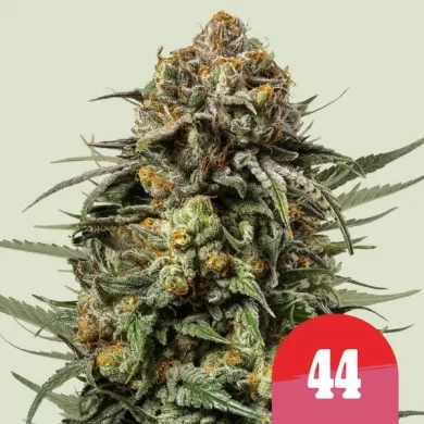 Gelato 44 Feminized Seeds