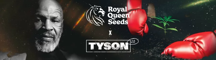 Tyson Strains Cannabis Seeds