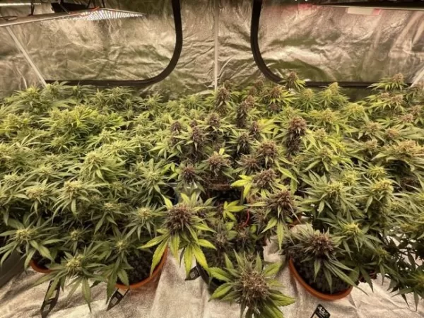 Fastbuds Mixed Pack Auto Feminized Seeds