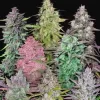 Fastbuds Mixed Pack Auto Feminized Seeds