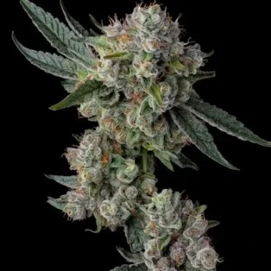 Glue 31 Feminized Seeds