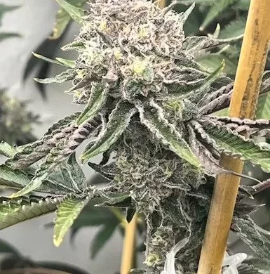 Loop Hole Feminized Seeds