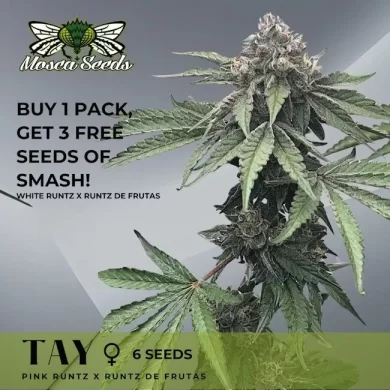 Tay Feminized Seeds