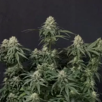 Tropicana Cookies FAST Feminized Seeds