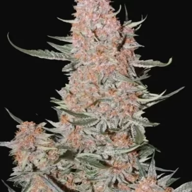 Ztrawberriez Auto Feminized Seeds