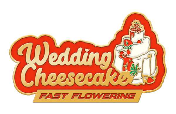 Wedding Cheesecake FAST Feminized
