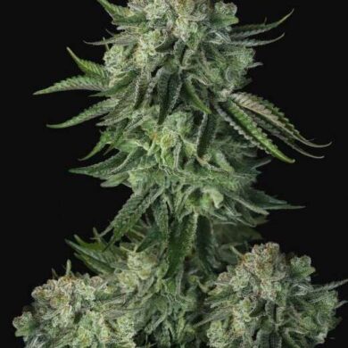 Original Moby Dick Auto Feminized Seeds