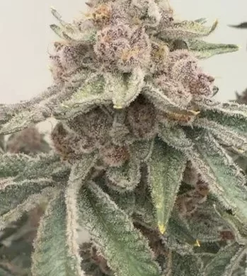 Jellycat Feminized Seeds