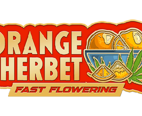 FastBuds Orange Sherbet FAST Feminized Seeds