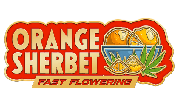 FastBuds Orange Sherbet FAST Feminized Seeds