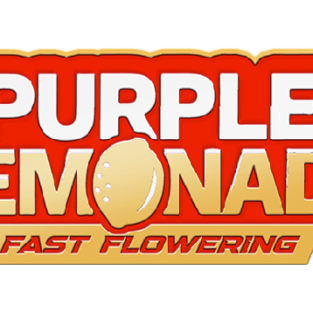 Purple Lemonade FAST Feminized Seeds