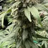 Tapestry Feminized cannabis Seeds