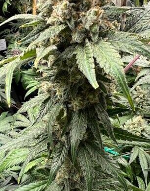 Tapestry Feminized cannabis Seeds