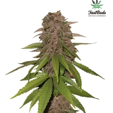 C4 Auto Feminized SeedsC4 Auto Feminized Seeds