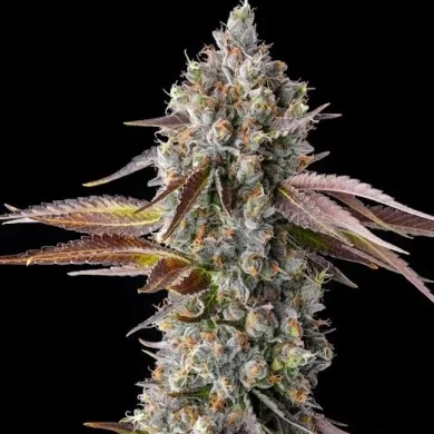 Strawberry Skrilla Feminized Seeds