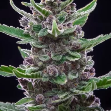 Tropicana Cookies Auto Feminized Seeds