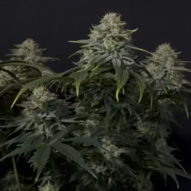 Gorilla Cookies FAST Feminized Seeds