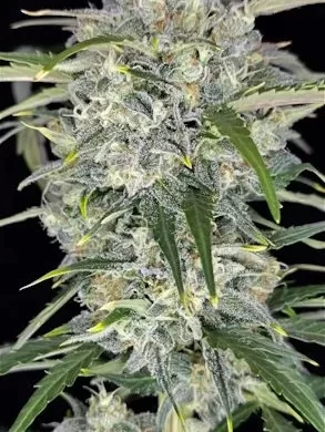 Sour Jealousy Auto Feminized Seeds