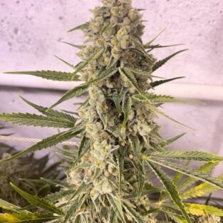 Frosted Skywalker Auto Feminized Seeds